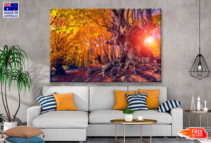 Autumn Trees Glowing by Sunlight  Wall Art Decor 100% Australian Made