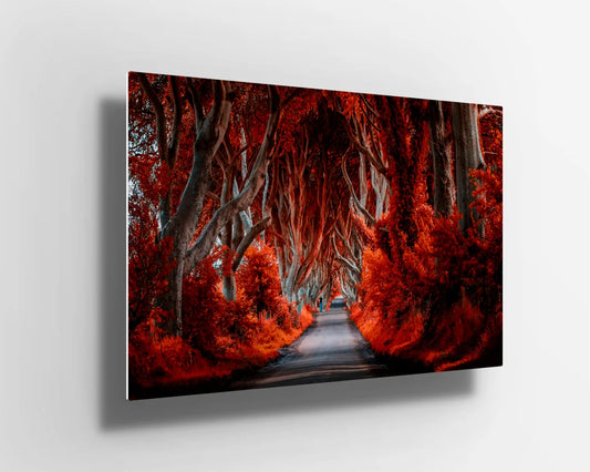 Autumn Forest red trees UV Direct Aluminum Print Australian Made Quality