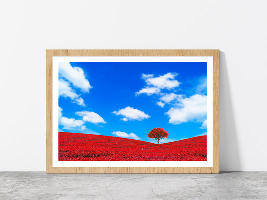 Red Leaves With Tree & Blue Sky Glass Framed Wall Art, Ready to Hang Quality Print With White Border Oak