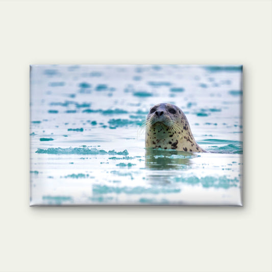 Spotted Harbour Seal in Arctic Icy Waters Wall Art Decor 100% Australian Made