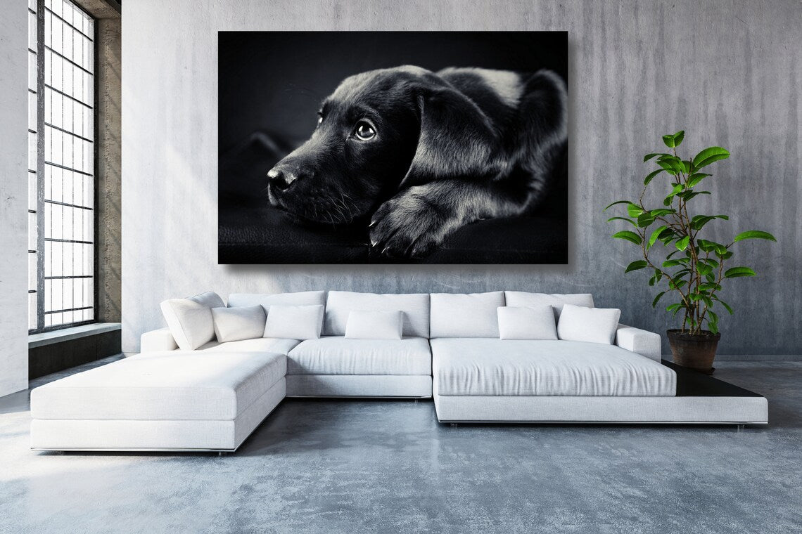 Black Labrador Acrylic Glass Print Tempered Glass Wall Art 100% Made in Australia Ready to Hang