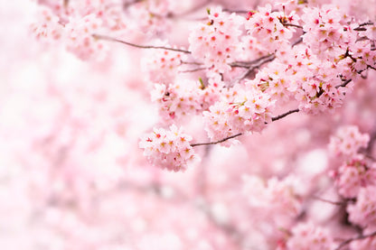 Cherry Blossom In Full BloomHome Decor Premium Quality Poster Print Choose Your Sizes