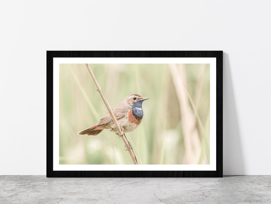 Bluethroat Bird on Branch Faded Photograph Glass Framed Wall Art, Ready to Hang Quality Print With White Border Black