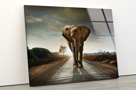 Elephant Walking UV Direct Aluminum Print Australian Made Quality