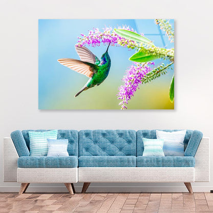 Hummingbird Violet Sabrewing Flying  Acrylic Glass Print Tempered Glass Wall Art 100% Made in Australia Ready to Hang