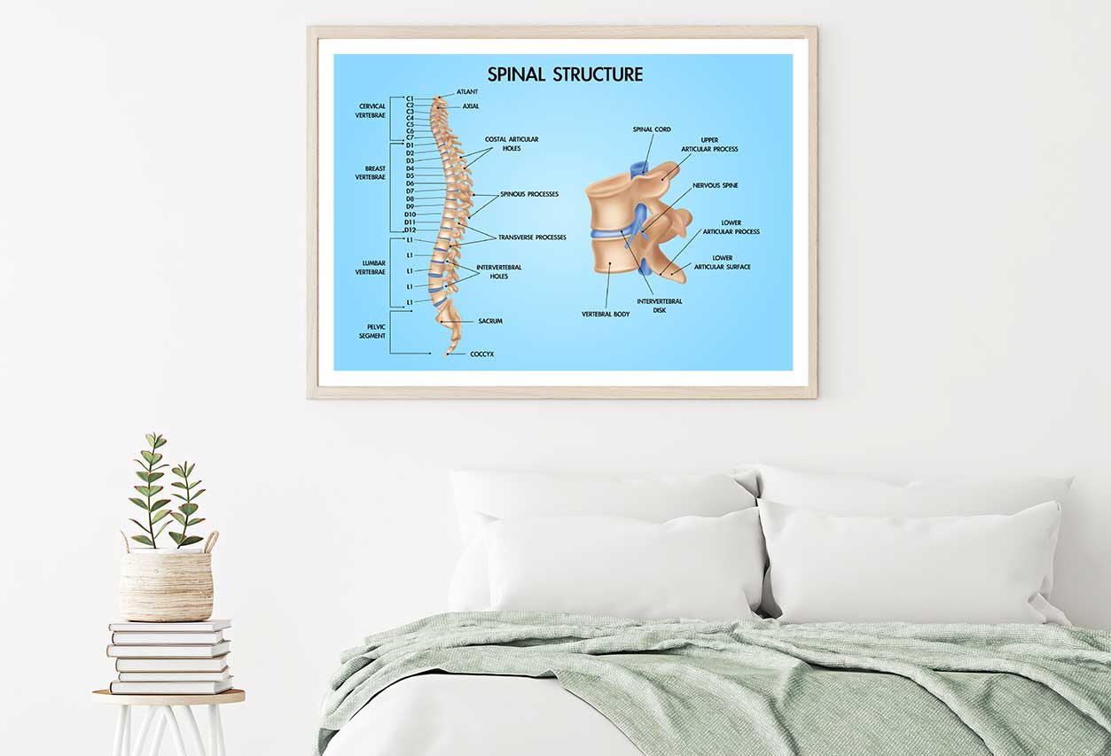 Spinal Structure Vector Design Educational Home Decor Premium Quality Poster Print Choose Your Sizes