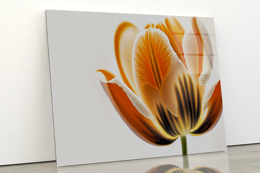 Tulips in Close-Up View Acrylic Glass Print Tempered Glass Wall Art 100% Made in Australia Ready to Hang