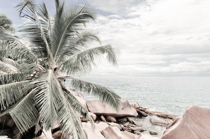 Palm Trees & Rocks near Sea View Photograph 90x60cm Print 100% Australian Made