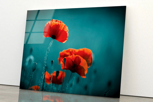 Amazing Poppy Field Acrylic Glass Print Tempered Glass Wall Art 100% Made in Australia Ready to Hang