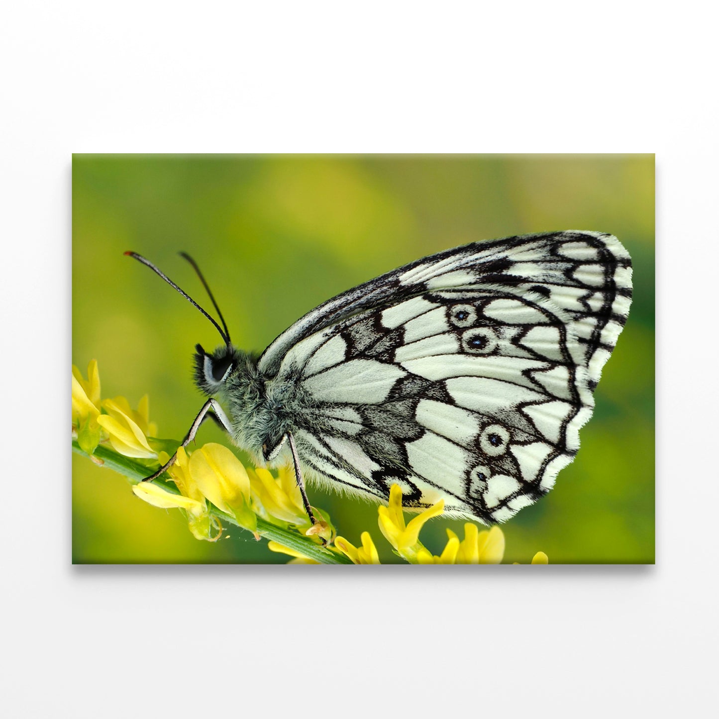 Galathea Butterfly at Sunset Wall Art Decor 100% Australian Made