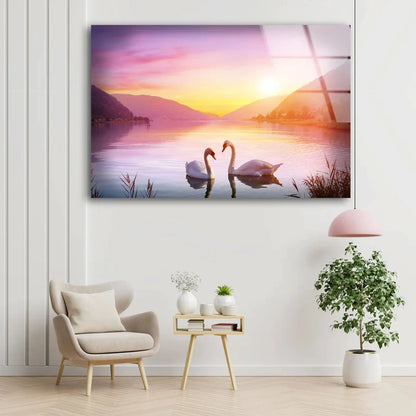 Swans on Lake Sunset UV Direct Aluminum Print Australian Made Quality