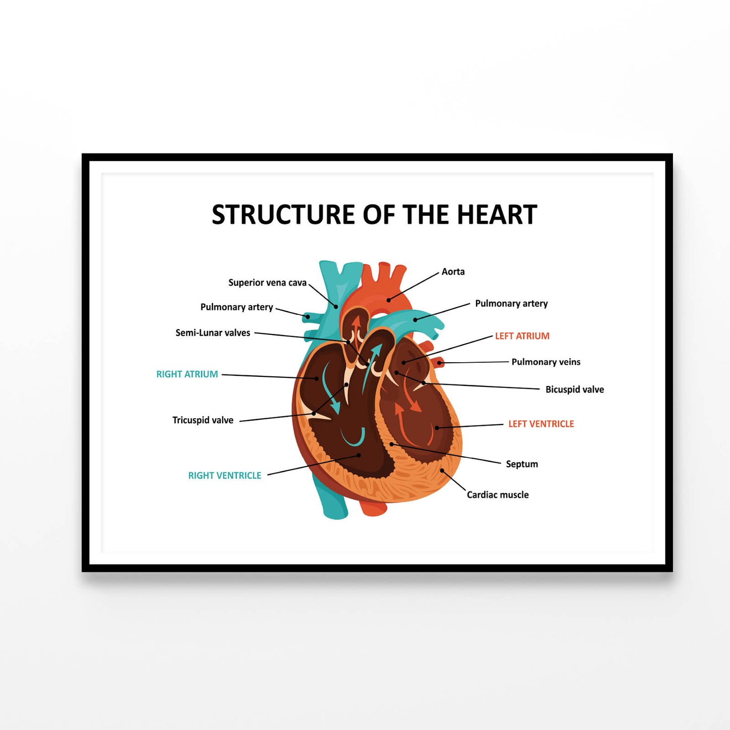 Anatomy Of Human Heart Home Decor Premium Quality Poster Print Choose Your Sizes