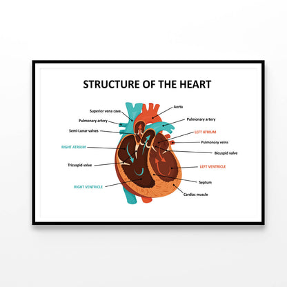 Anatomy Of Human Heart Home Decor Premium Quality Poster Print Choose Your Sizes