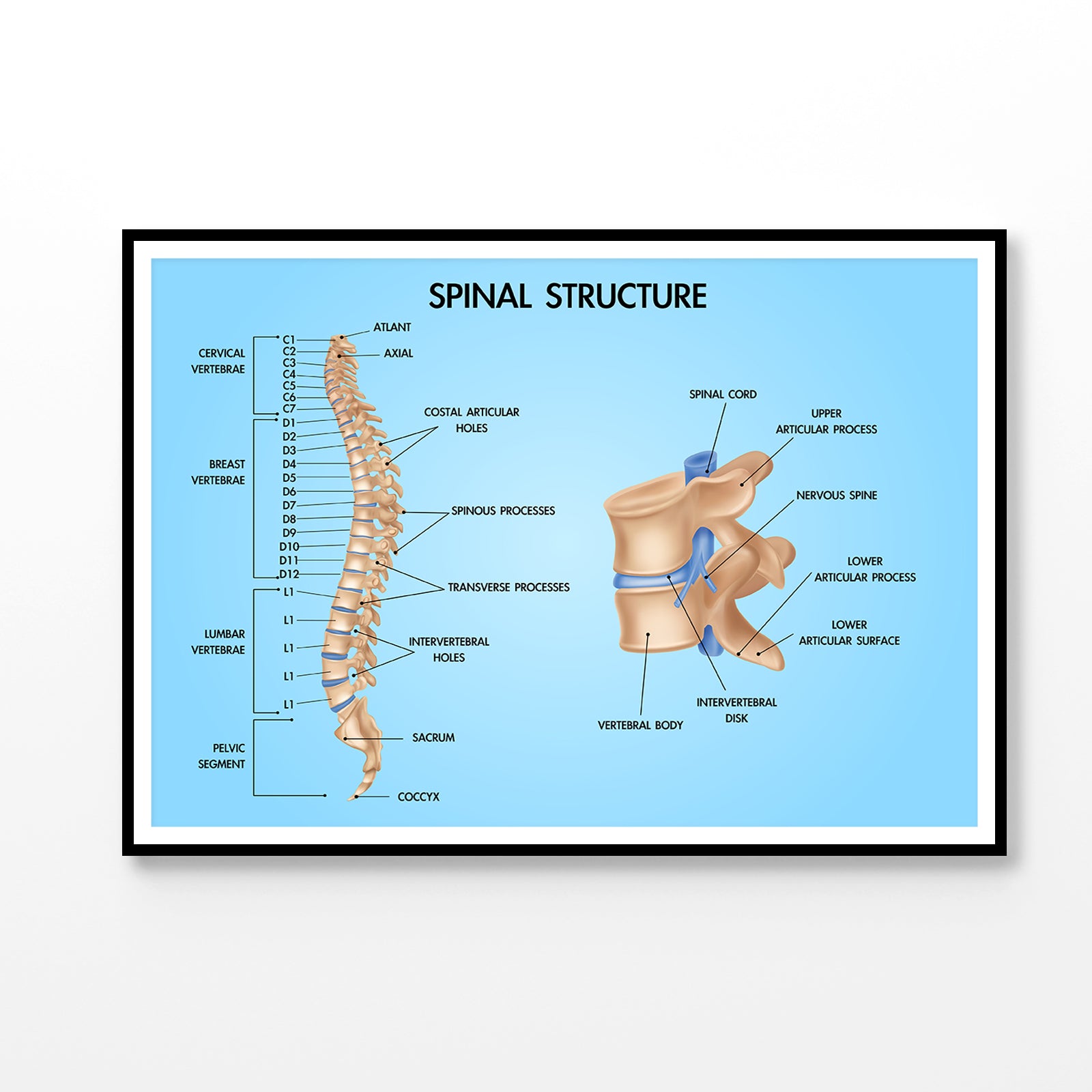 Spinal Structure Vector Design Educational Home Decor Premium Quality Poster Print Choose Your Sizes