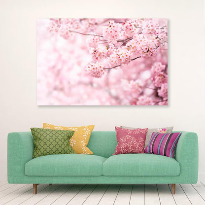 Cherry Blossom In Full Bloom Acrylic Glass Print Tempered Glass Wall Art 100% Made in Australia Ready to Hang