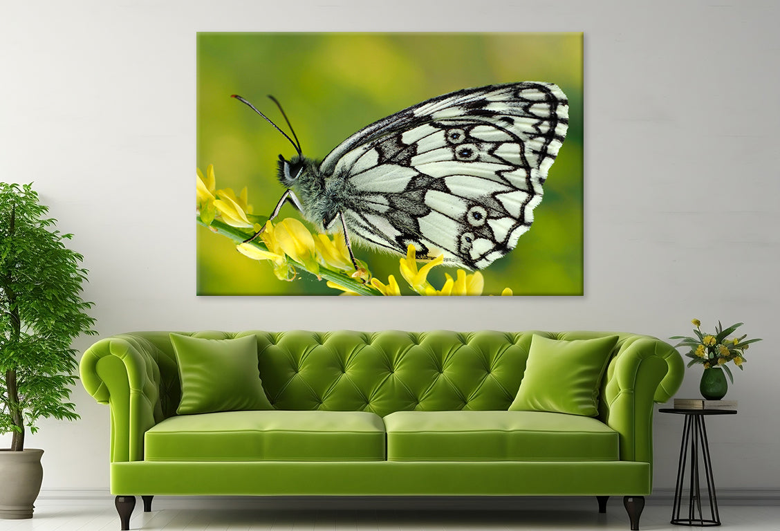 Galathea Butterfly at Sunset Wall Art Decor 100% Australian Made
