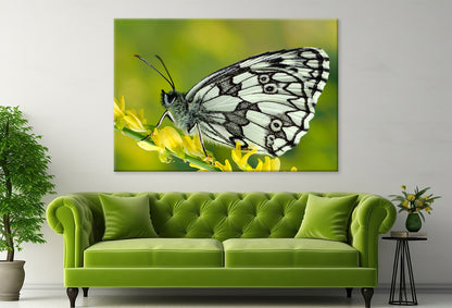 Galathea Butterfly at Sunset Wall Art Decor 100% Australian Made