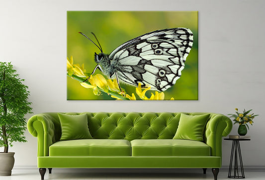 Galathea Butterfly at Sunset Wall Art Decor 100% Australian Made