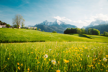 Blooming Meadows with Mountains in springtime Home Decor Premium Quality Poster Print Choose Your Sizes