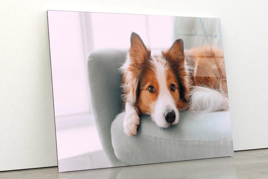 Dog Is Laying on A Blue Chair Acrylic Glass Print Tempered Glass Wall Art 100% Made in Australia Ready to Hang