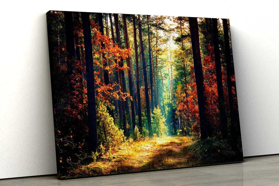 Sunrays in Autumn UV Direct Aluminum Print Australian Made Quality