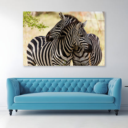 Pair of Zebra Standing Near Tree Acrylic Glass Print Tempered Glass Wall Art 100% Made in Australia Ready to Hang