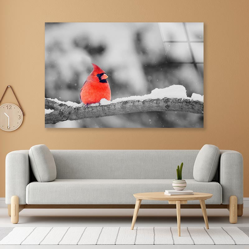 B&W Red Bird Winter View Acrylic Glass Print Tempered Glass Wall Art 100% Made in Australia Ready to Hang