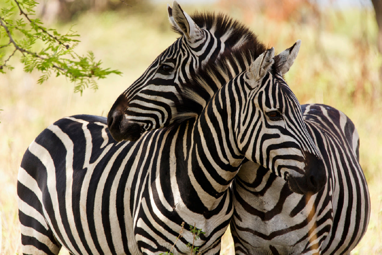 Pair of Zebra Standing Near Tree Print 100% Australian Made