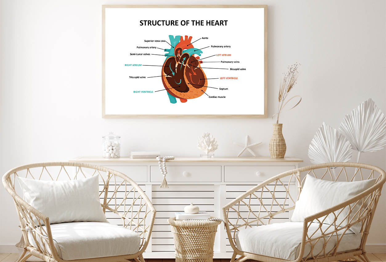 Anatomy Of Human Heart Home Decor Premium Quality Poster Print Choose Your Sizes