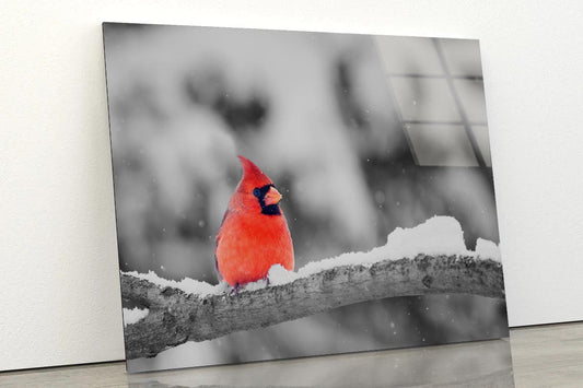 B&W Red Bird Winter View Acrylic Glass Print Tempered Glass Wall Art 100% Made in Australia Ready to Hang