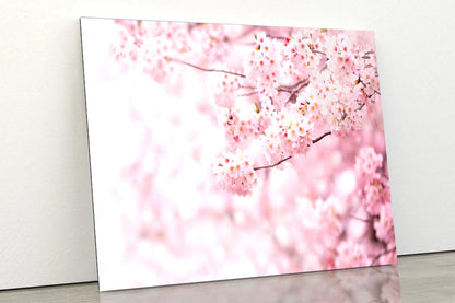 Cherry Blossom In Full Bloom Acrylic Glass Print Tempered Glass Wall Art 100% Made in Australia Ready to Hang