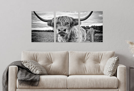3pcs Highland Cow Black and White Closeup Framed 50x70cm - High Quality Print 100% Australian Made Wall Canvas Ready to Hang