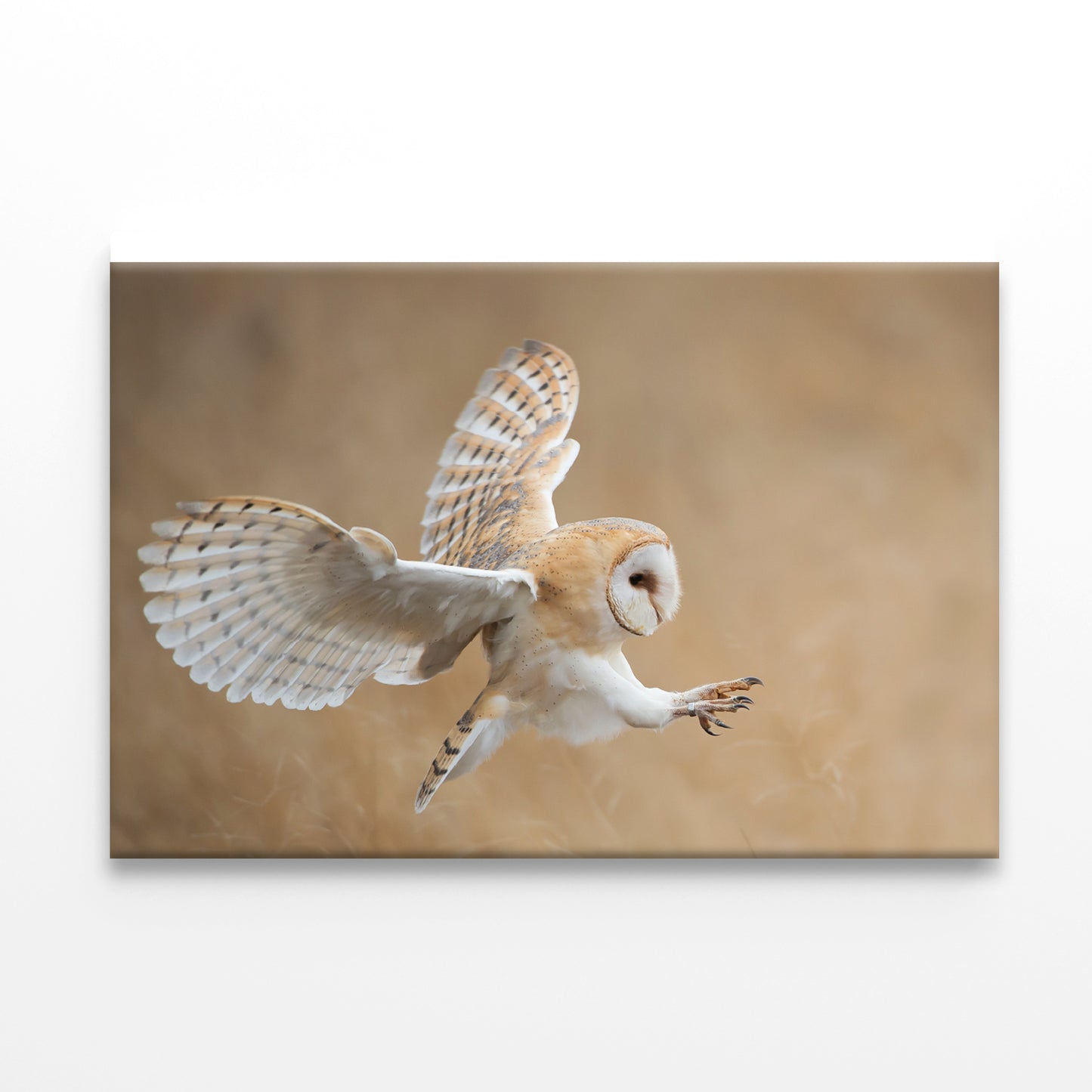 White & Beige Barn Owl Flying Print 100% Australian Made