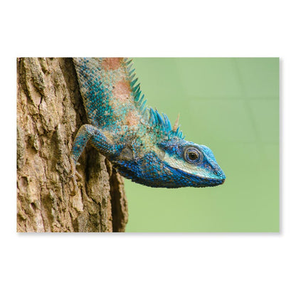 Lue Lizard with Big Eyes in Closed Up Details, Acrylic Glass Print Tempered Glass Wall Art 100% Made in Australia Ready to Hang