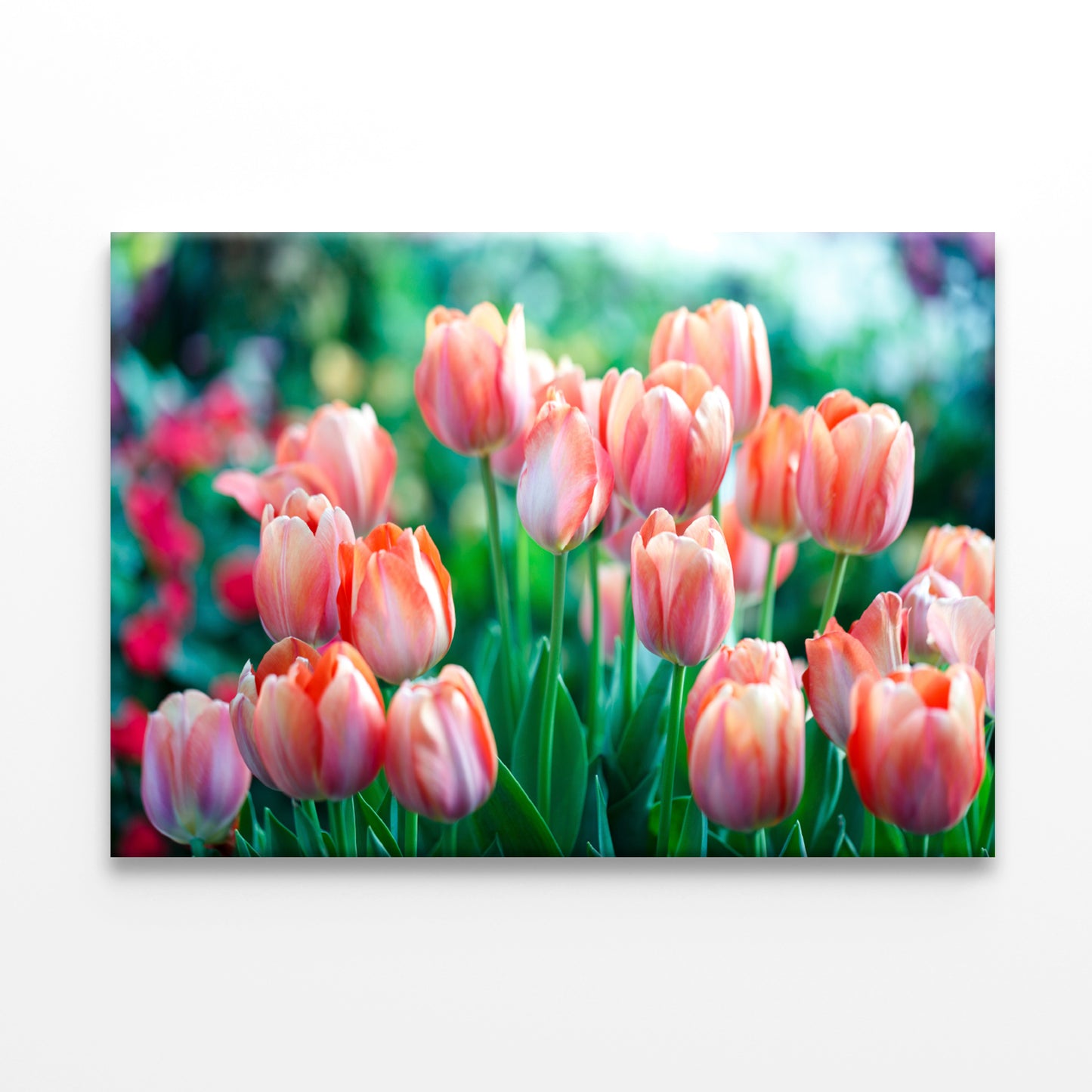 A Group of Pink Lady Tulip Flowers Blooming Print 100% Australian Made