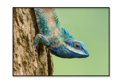 Lue Lizard with Big Eyes in Closed Up Details,Home Decor Premium Quality Poster Print Choose Your Sizes