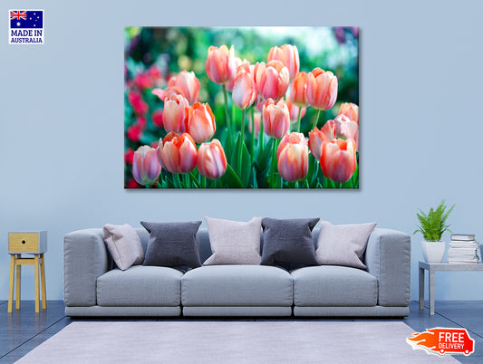 A Group of Pink Lady Tulip Flowers Blooming Print 100% Australian Made