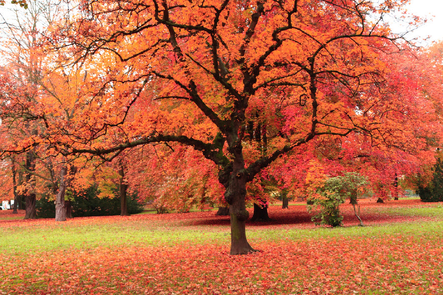 Autumn Tree In The Park Glass Framed Wall Art, Ready to Hang Quality Print