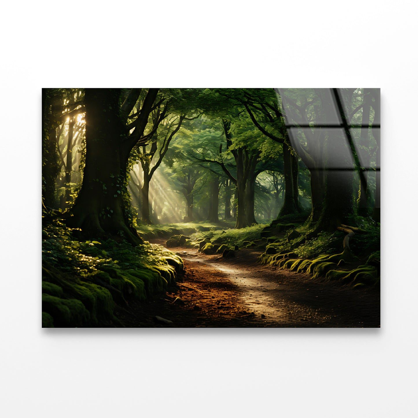 Morning in the Woods Acrylic Glass Print Tempered Glass Wall Art 100% Made in Australia Ready to Hang