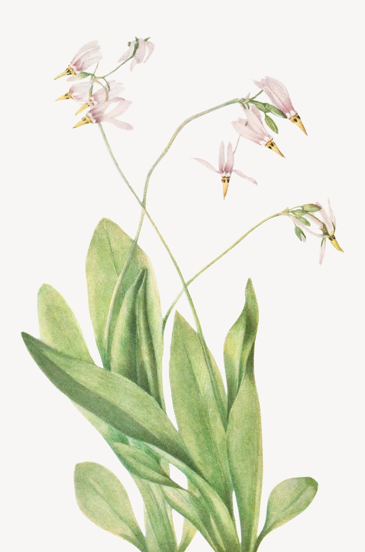 Pink Wildflower Plant Sketch 60x90cm Metal Print Ready to Hang