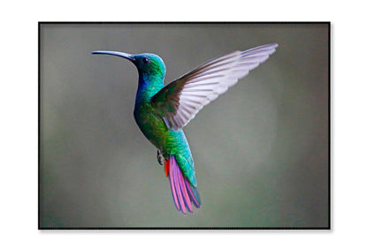 Green-Breasted Mango Female Home Decor Premium Quality Poster Print Choose Your Sizes