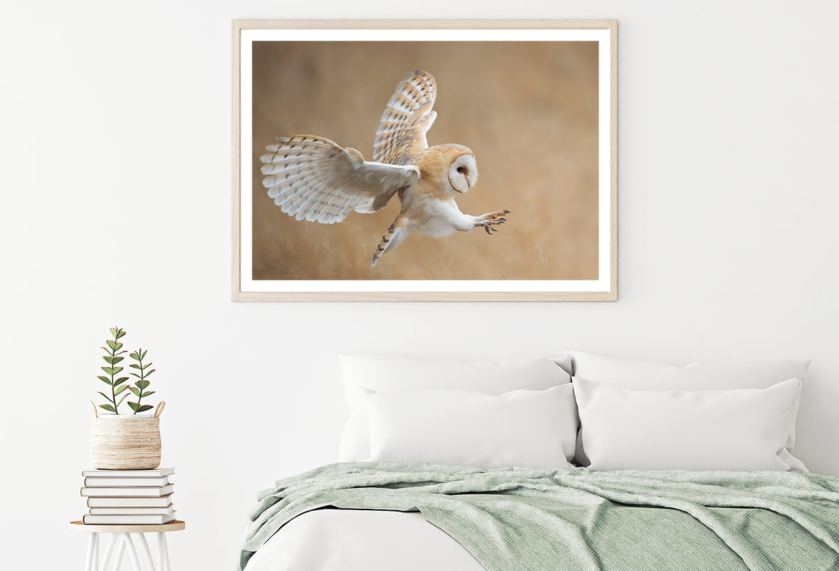 White & Beige Barn Owl Flying Home Decor Premium Quality Poster Print