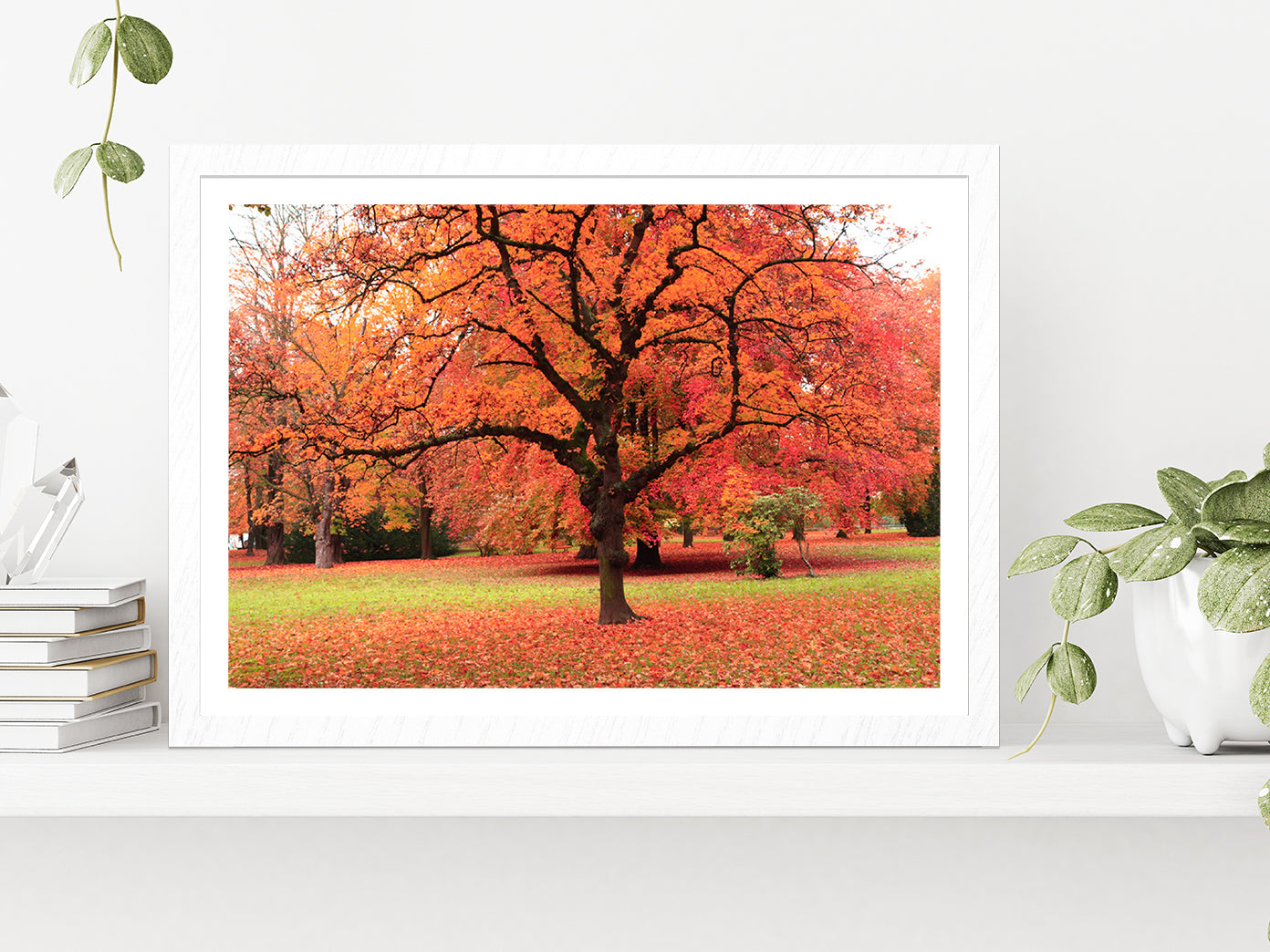 Autumn Tree In The Park Glass Framed Wall Art, Ready to Hang Quality Print With White Border White