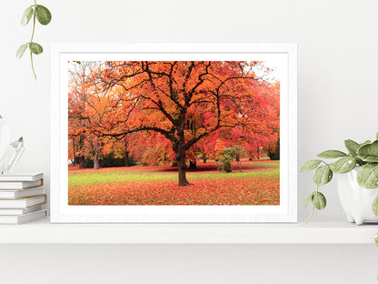 Autumn Tree In The Park Glass Framed Wall Art, Ready to Hang Quality Print With White Border White