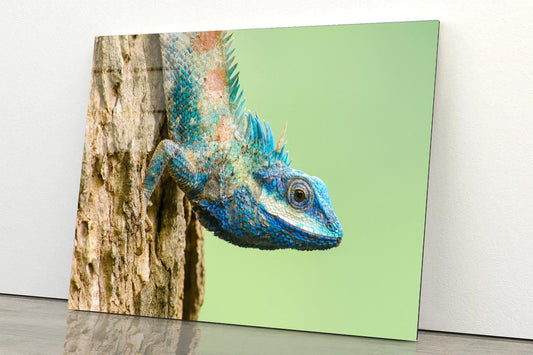 Lue Lizard with Big Eyes in Closed Up Details, Acrylic Glass Print Tempered Glass Wall Art 100% Made in Australia Ready to Hang