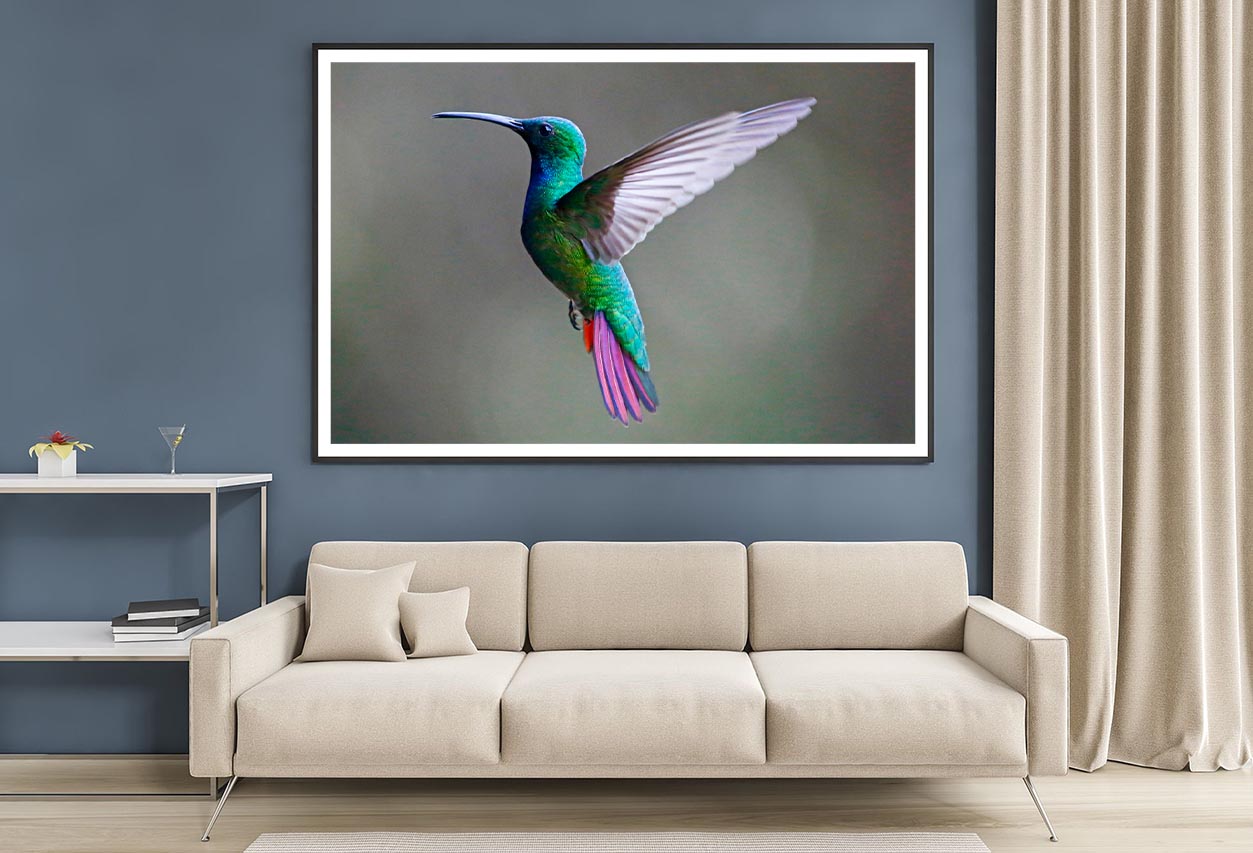 Green-Breasted Mango Female Home Decor Premium Quality Poster Print Choose Your Sizes