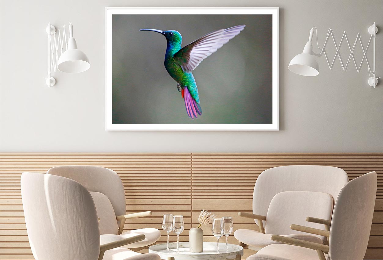 Green-Breasted Mango Female Home Decor Premium Quality Poster Print Choose Your Sizes