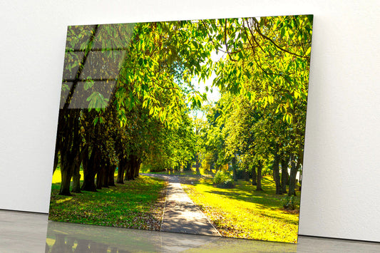 A Line of Trees Acrylic Glass Print Tempered Glass Wall Art 100% Made in Australia Ready to Hang