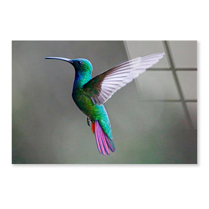 Green-Breasted Mango Female  Acrylic Glass Print Tempered Glass Wall Art 100% Made in Australia Ready to Hang