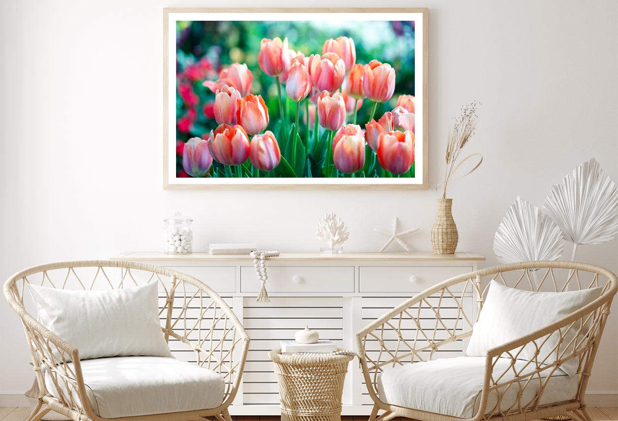 A Group of Pink Lady Tulip Flowers Blooming Home Decor Premium Quality Poster Print Choose Your Sizes